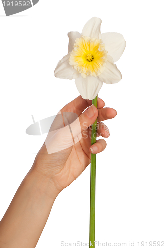 Image of white narcissus