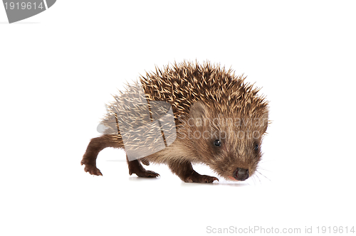 Image of Small hedgehog