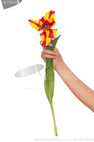 Image of colored tulip