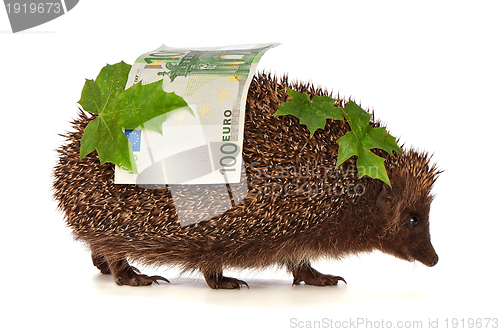 Image of hedgehog with euro profit