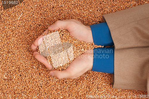 Image of crop wheat