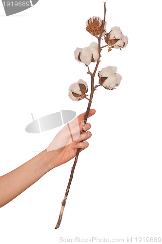 Image of Cotton branch
