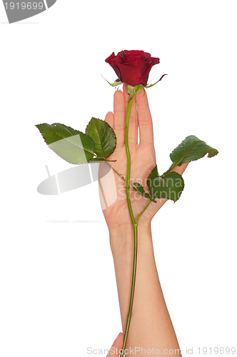 Image of red rose