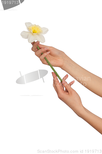 Image of white narcissus