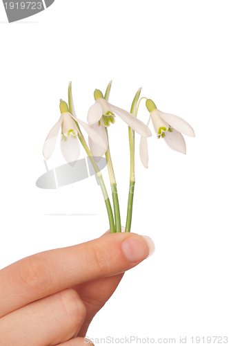 Image of snowdrops