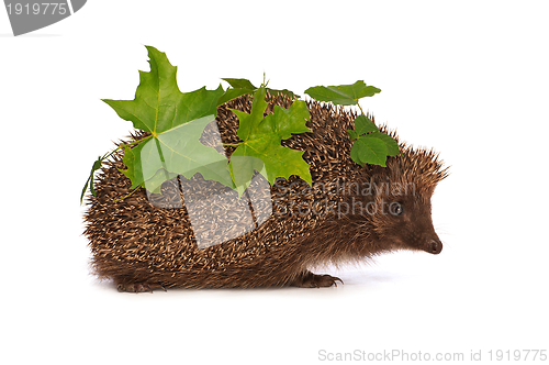 Image of hedgehog with green leafs