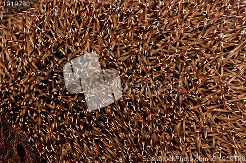 Image of Prickles of a hedgehog