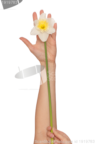 Image of white narcissus