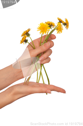 Image of yellow dandelions