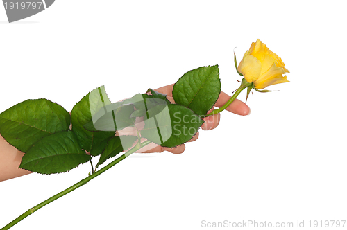 Image of yellow rose