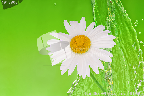 Image of water with camomile