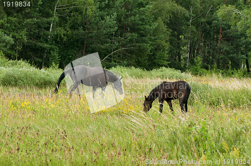 Image of horse and foal