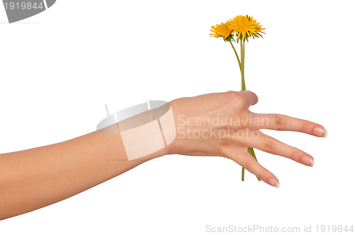 Image of yellow dandelions