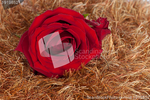 Image of red rose