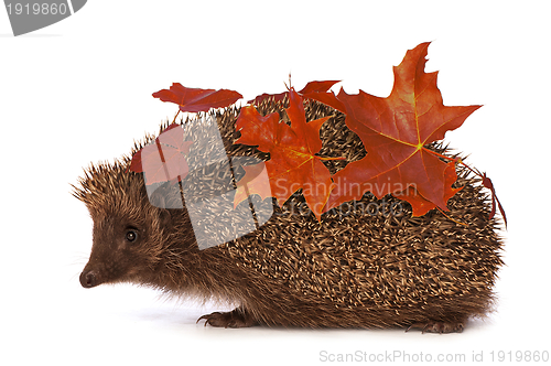 Image of hedgehog with red leafs