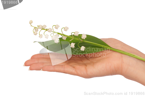 Image of lily of the valley