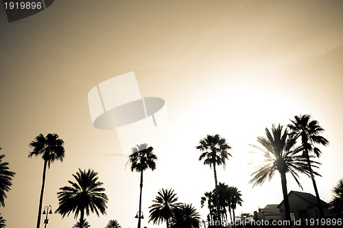Image of Sepia Palm Trees Silhouette