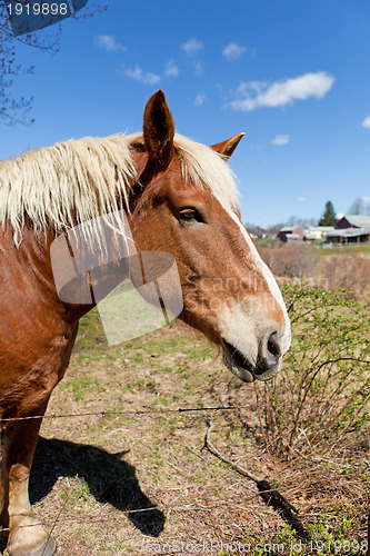 Image of Brown Horse Close Up