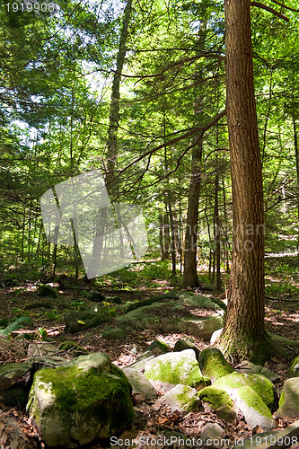 Image of Connecticut Wooded Forest