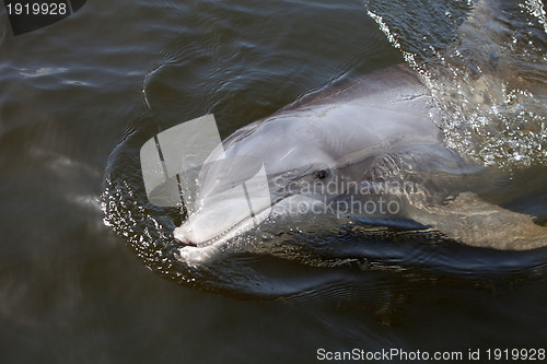 Image of Beggar the Wild Florida Dolphin