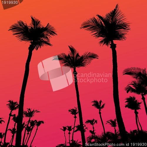 Image of Palm Trees Sunset Silhouette