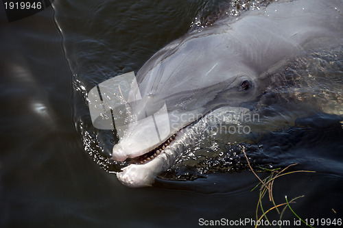 Image of Cute Florida Dolphin