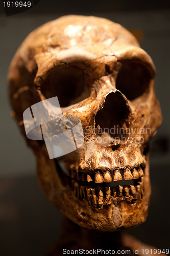 Image of Old Skull