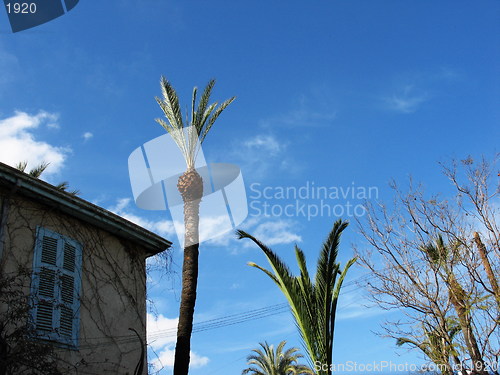 Image of Urban nature. Nicosia. Cyprus