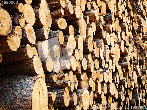 Image of logs in the forest