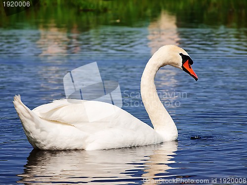 Image of swan