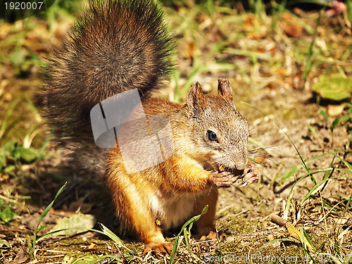 Image of Squirrel