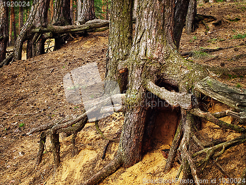 Image of roots