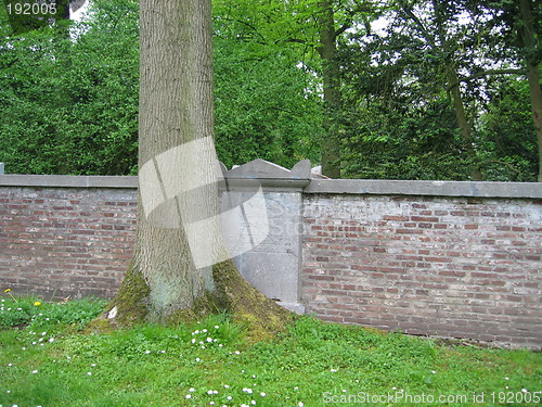 Image of old grave hidden behind tree