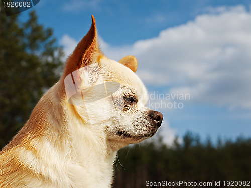 Image of Chihuahua
