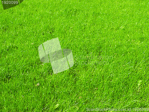 Image of grass