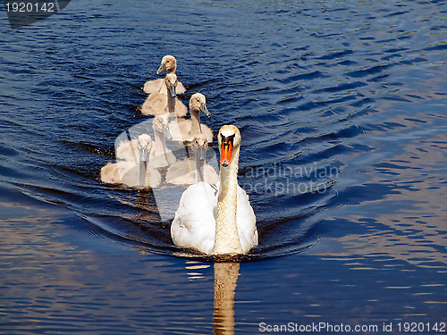 Image of swan family