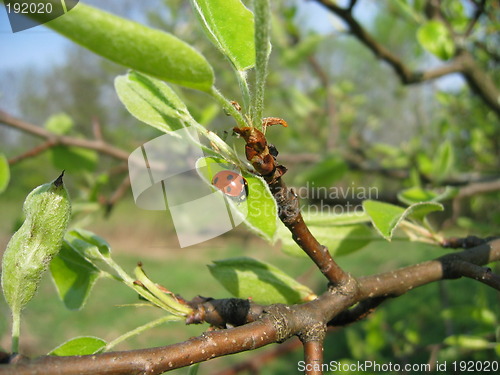 Image of ladybird in tree