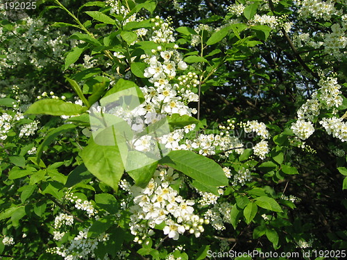 Image of blossoming tree