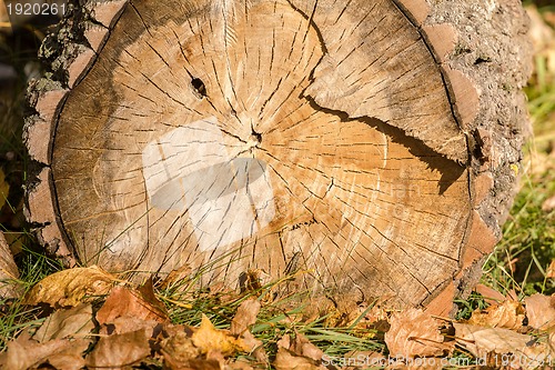 Image of block of wood and autumn foliage