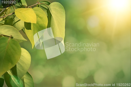 Image of Green autumn background with shallow focus