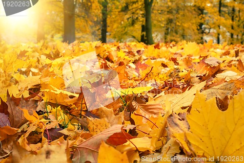 Image of autumn colors with sun light in park
