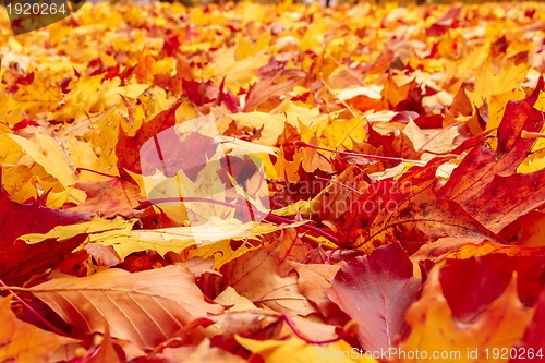 Image of Fall orange and red autumn leaves on ground