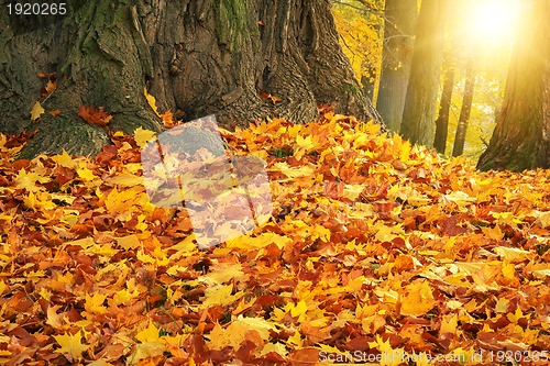 Image of autumn colors with sun light in park