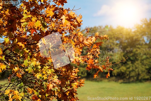 Image of colorful autumn leaves on tree in park