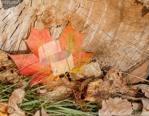 Image of Autumn Leaves over wooden background