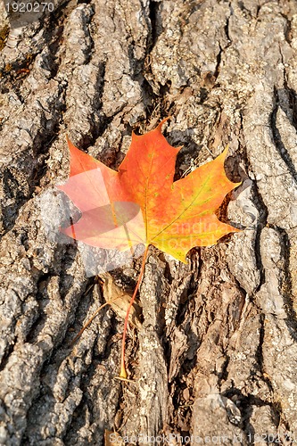Image of Autumn Leaves over wooden background