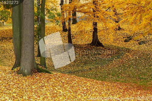 Image of autumn colors in park
