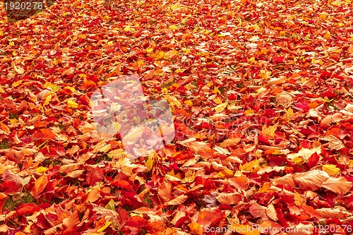 Image of Fall orange and red autumn leaves on ground