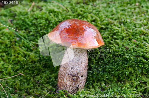 Image of wet red cap scaber stalk mushroom on moss 