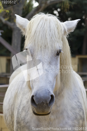 Image of white horse